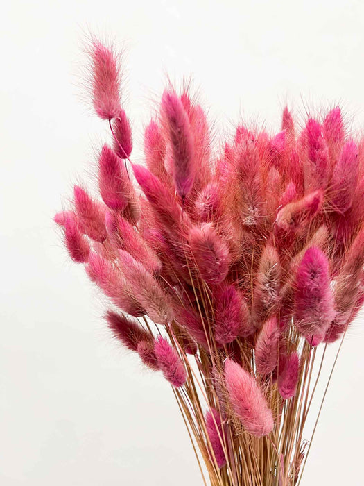TARA » Mazzo di Lagurus rosa scuro antico