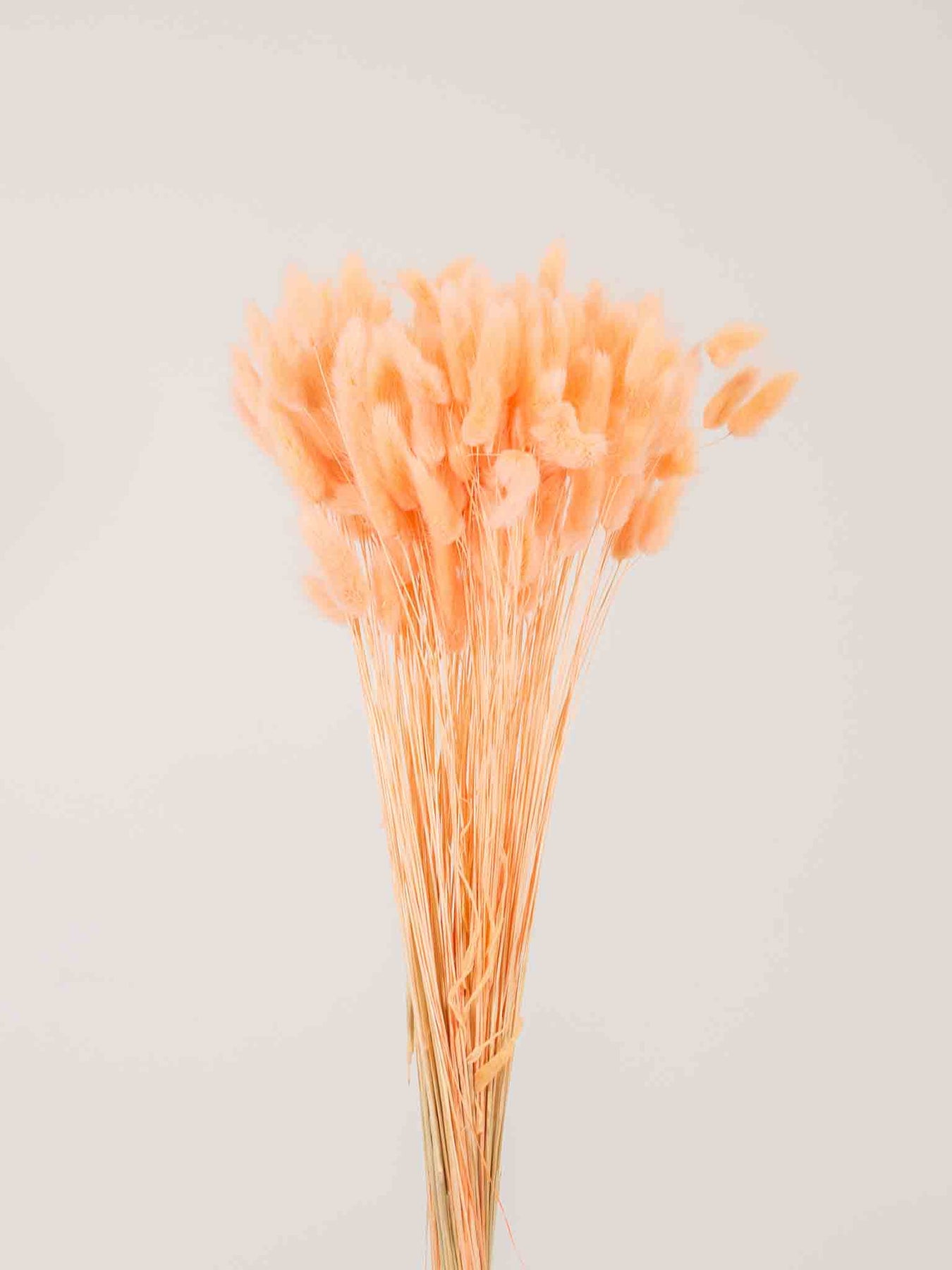 Lagurus
