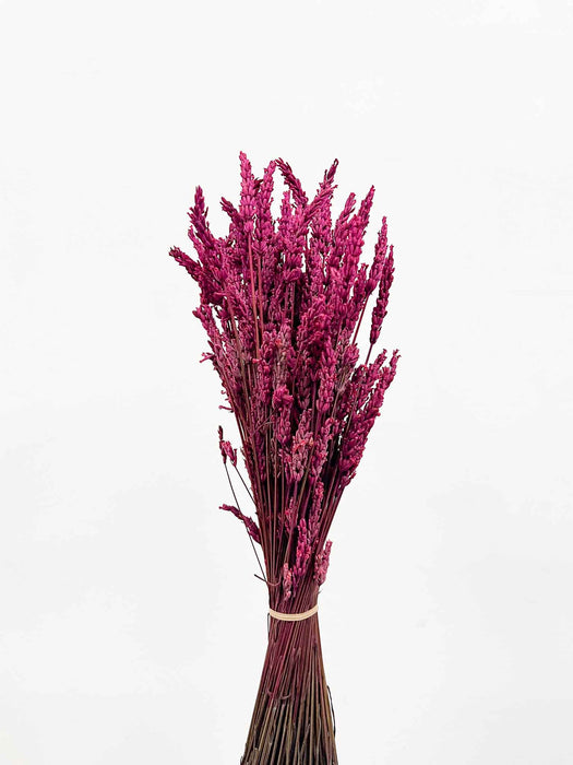 LAVENDER » preserved