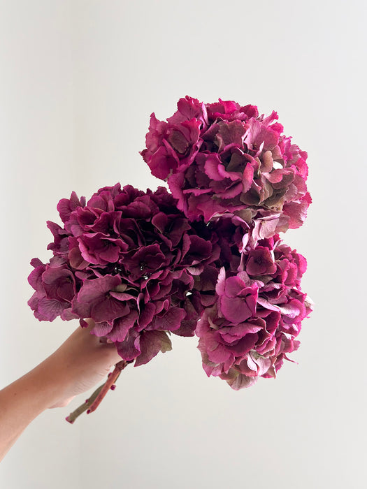 LEONARDA » 3 dried Hydrangeas in fuchsia shades