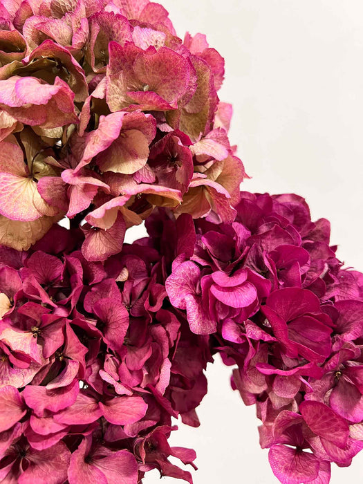 HYDRANGEAS » fuchsia dried with shaded tones
