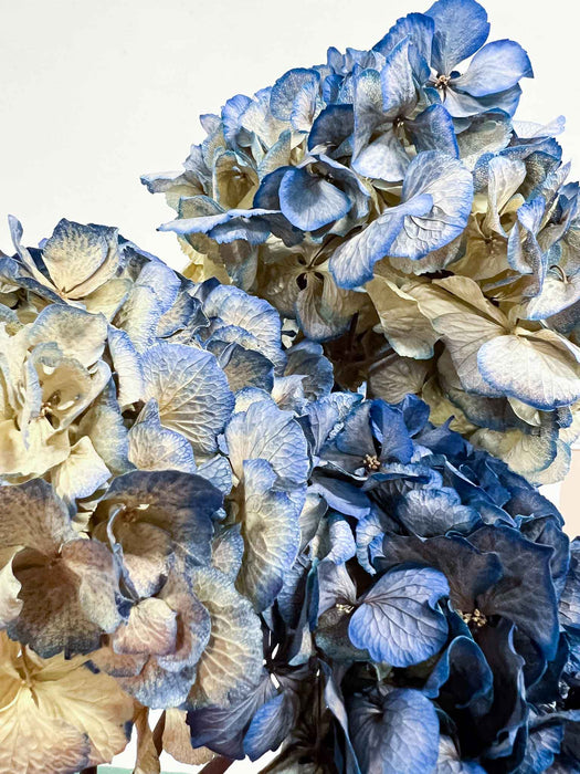 HYDRANGEAS » blue dried with shaded tones