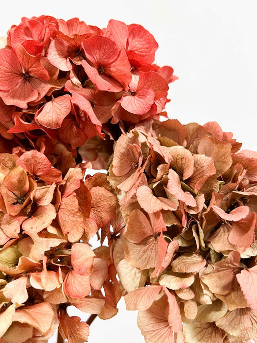 HYDRANGEAS » coral dried with shaded tones