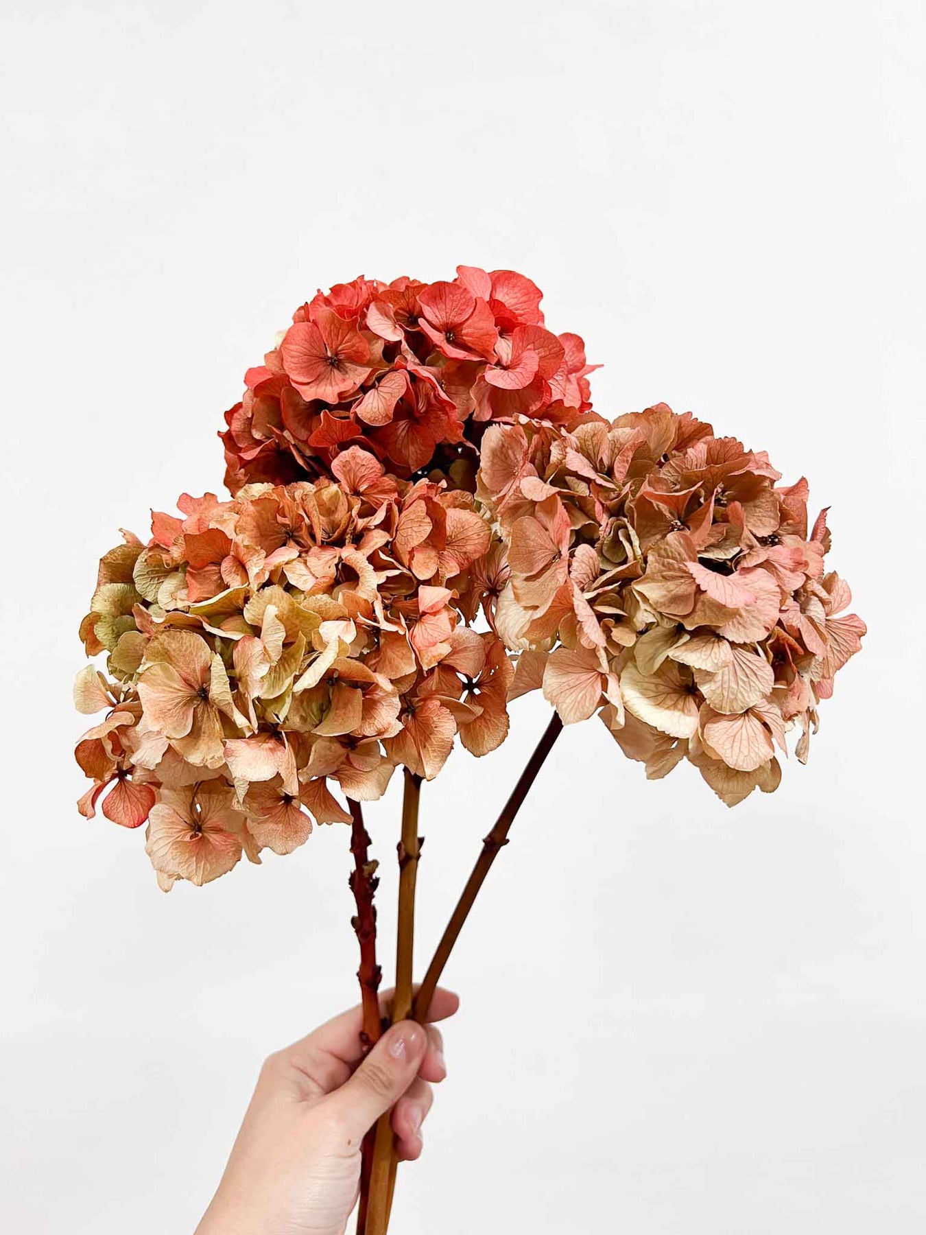 Ortensie essiccate