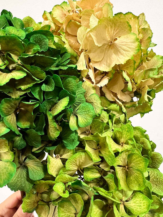 Hydrangeas » green dried with shaded tones