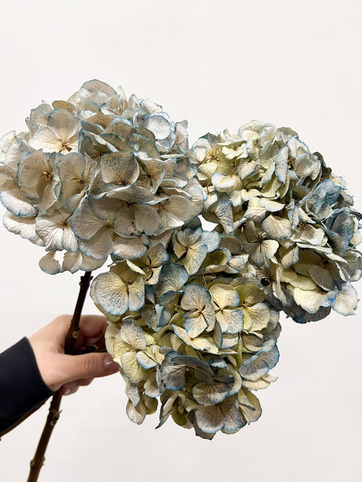 LEONARDA » 3 Ortensie essiccate dalle tonalità sfumate celeste chiaro