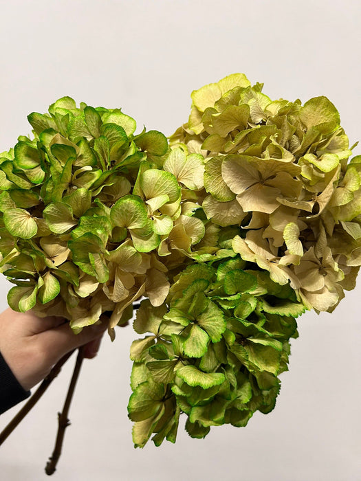 LEONARDA » 3 Ortensie essiccate dalle tonalità sfumate verde chiaro