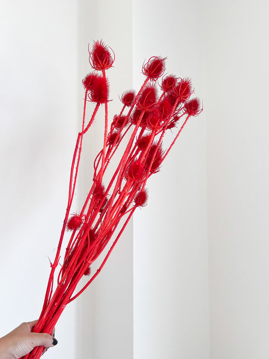 LEONE » Mazzo di Cardi rosso H100cm