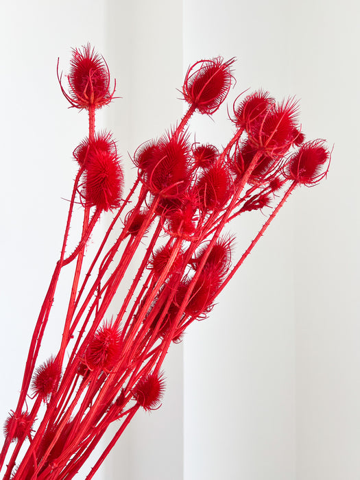 LEONE » Mazzo di Cardi rosso H100cm