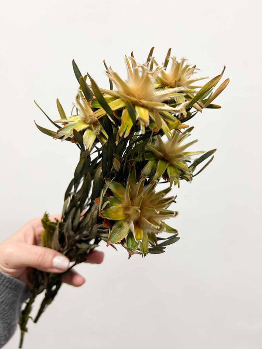 FABIOLA » Mazzo di Plumosum verde