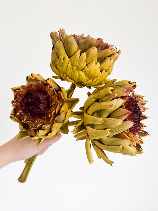 MAGDA » 3 large dried yellow Artichokes