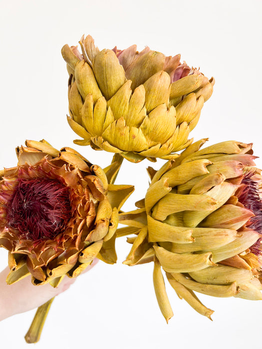 MAGDA » 3 large dried yellow Artichokes