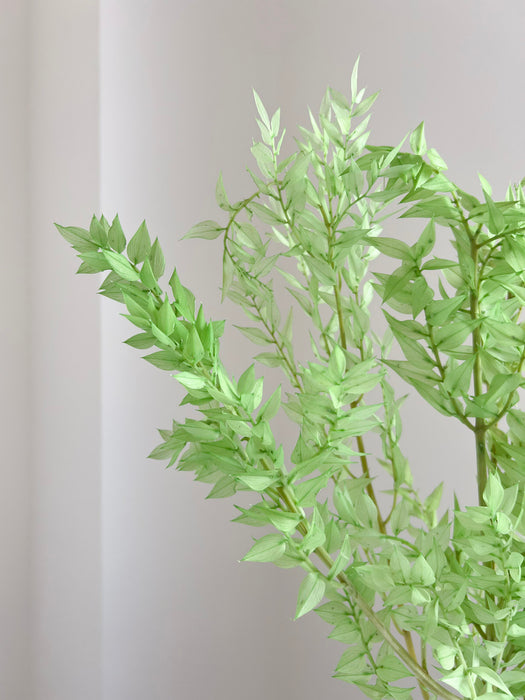 MALIKA » Light lime green preserved Ruscus