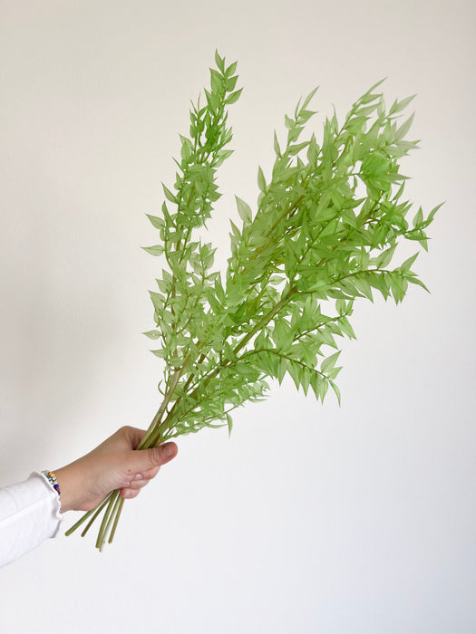 MALIKA » Light lime green preserved Ruscus