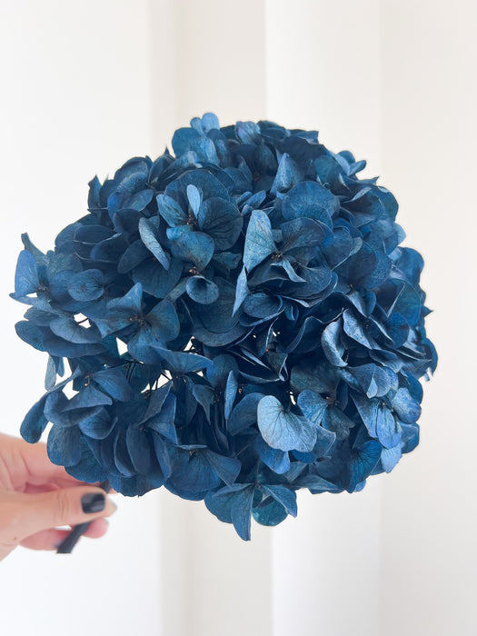 MARCELLA » Ortensia stabilizzata blu