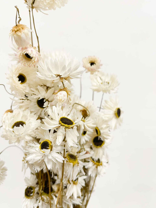 ACROLINEUM » natural dried - MATTIA