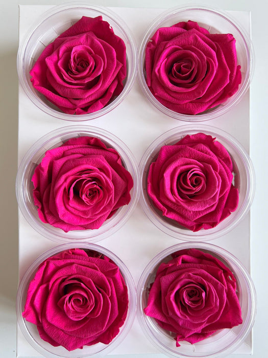 MIRIANA » Box da 6 fiori di Rosa fucsia diametro 6,5cm standard