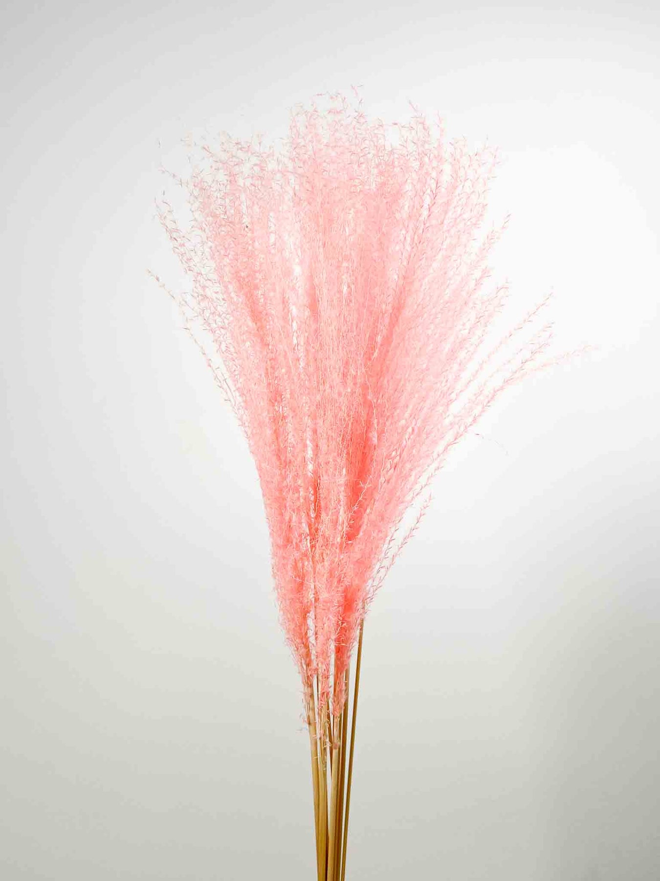 Miscanthus
