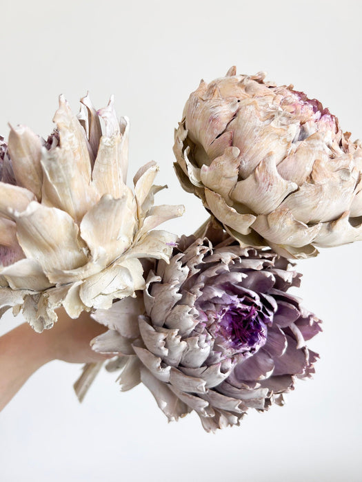 MOLLY » 3 Carciofi grandi essiccati bianco e viola