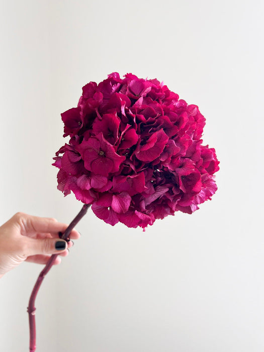 NORA » Preserved fuchsia Hydrangea extra