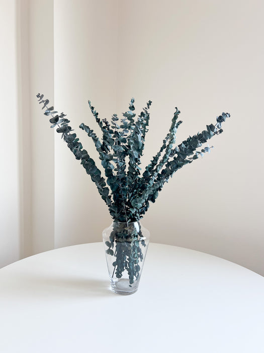 NORMA » Mazzo di Eucalipto Baby Blue verde stabilizzato
