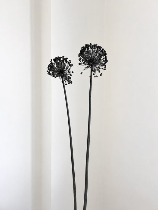 NYX » fiore di aglio (allium) essiccato colorato H80cm