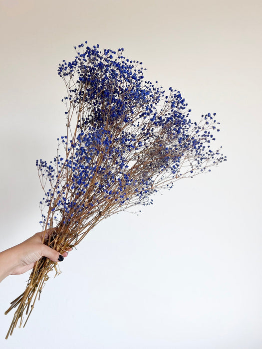 OCEANO » Mazzo di Gypsophila stabilizzata blu