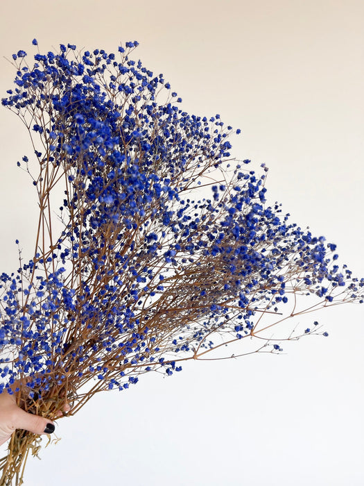 OCEANO » Mazzo di Gypsophila stabilizzata blu