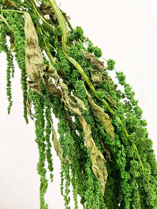AMARANTHUS » dark green preserved - ODOACRE