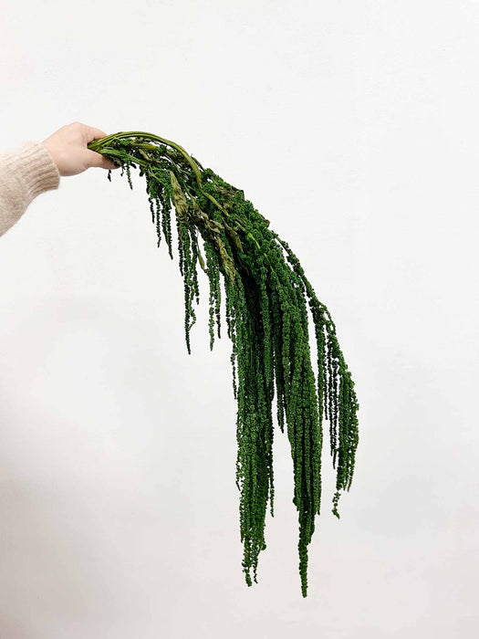 AMARANTHUS » dark green preserved - ODOACRE