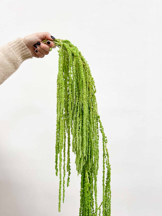 AMARANTHUS » light green preserved