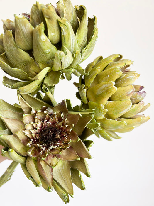 OLINTO » 3 large dried green Artichoke
