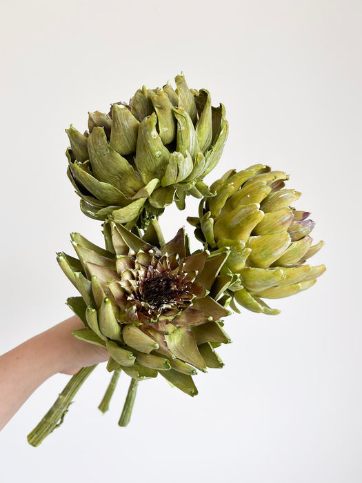 OLINTO » 3 large dried green Artichoke
