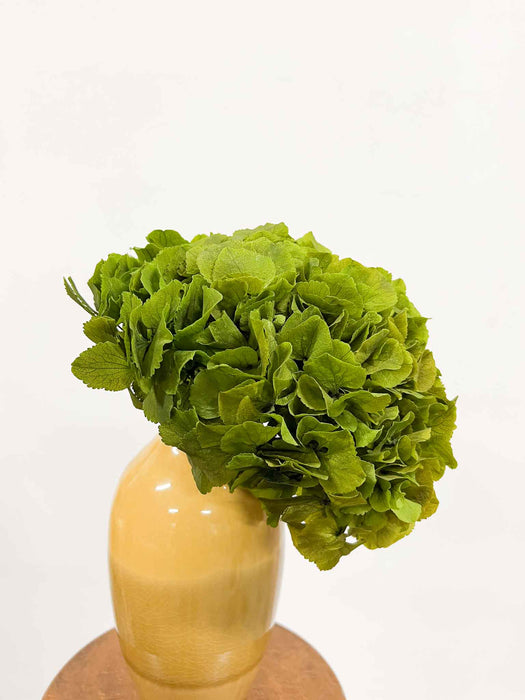 HYDRANGEA » green preserved standard