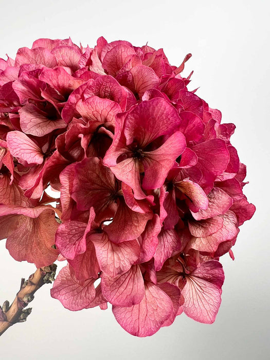 HYDRANGEA » Faded fuchsia preserved extra single stem - ADA