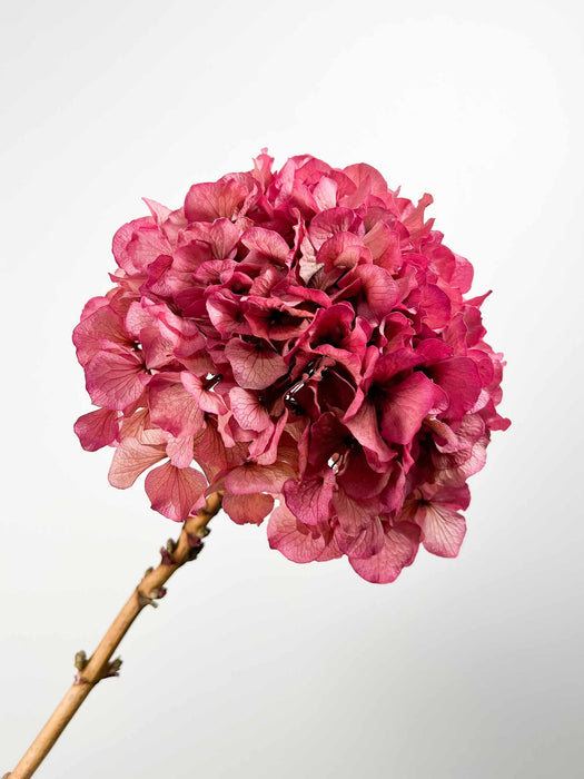 HYDRANGEA » Faded fuchsia preserved extra single stem - ADA