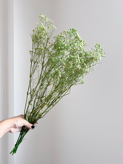 OSCAR » Mazzo di Gypsophila o nebbiolina stabilizzata verde chiaro