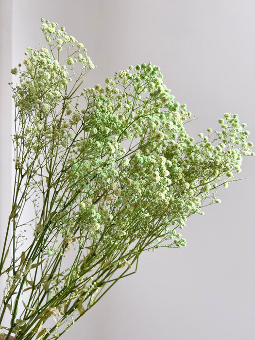 OSCAR » Mazzo di Gypsophila o nebbiolina stabilizzata verde chiaro
