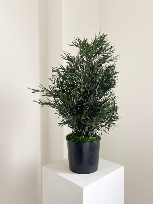 NICOLY » pianta stabilizzata di eucalipto nicoli verde H70cm