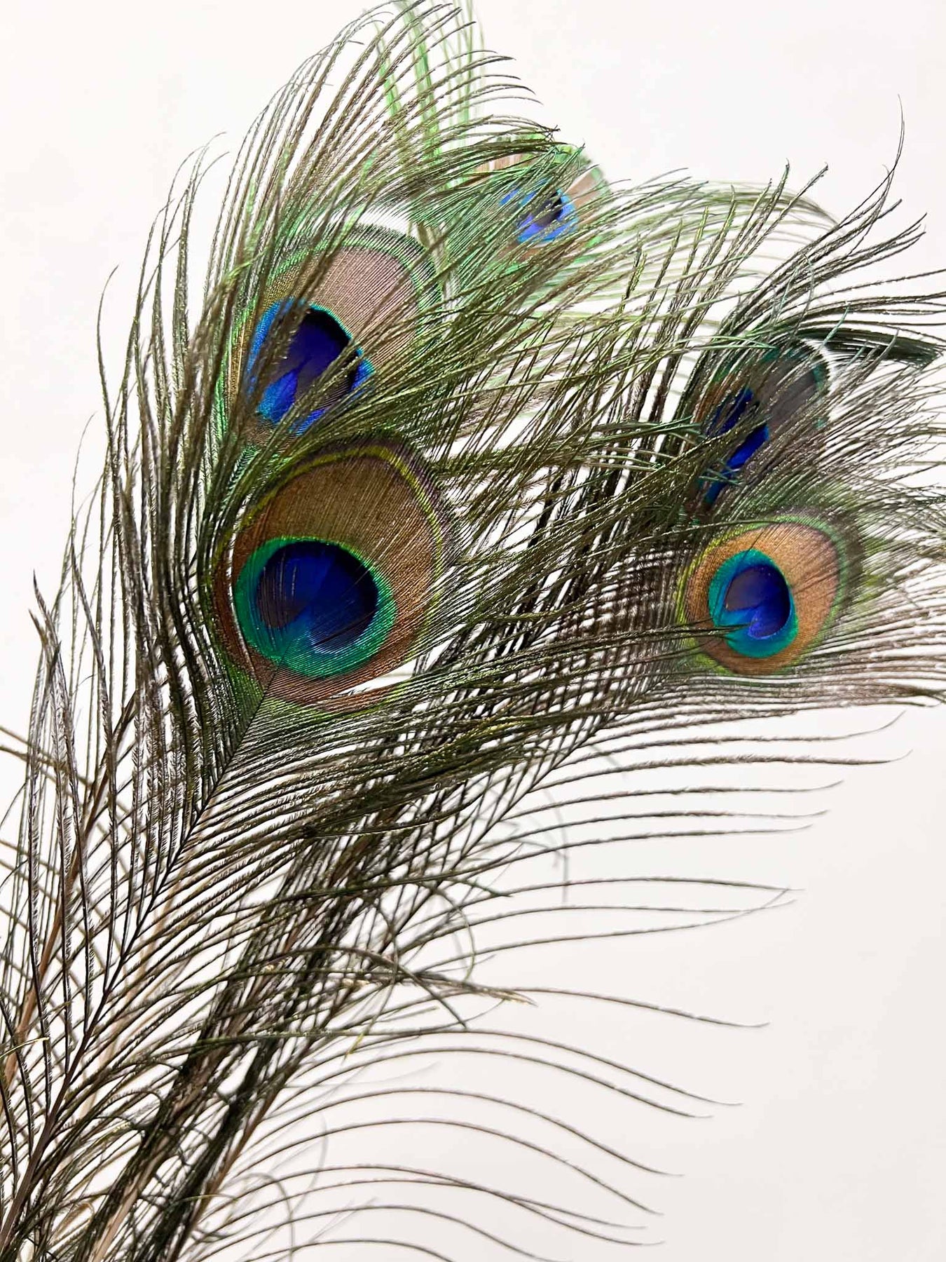 Piume