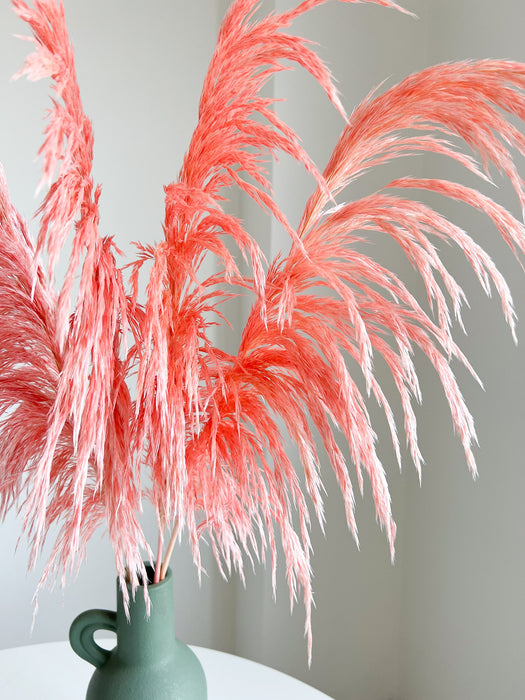 DUCCIO » Pampas stabilizzata piccola rosa chiaro H70cm