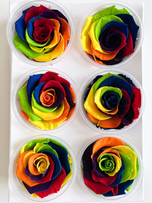 RAINBOW » Box da 6 fiori di rose arcobaleno 6,5cm standard