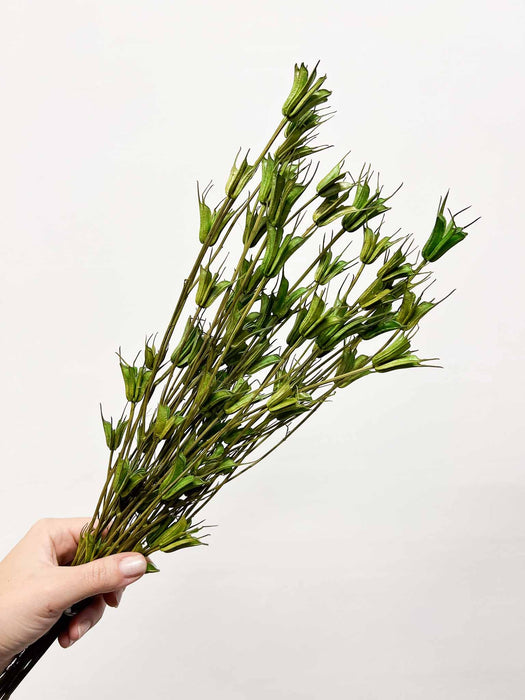 RANIA » Mazzo per bouquet di fiori secchi misti verde mela