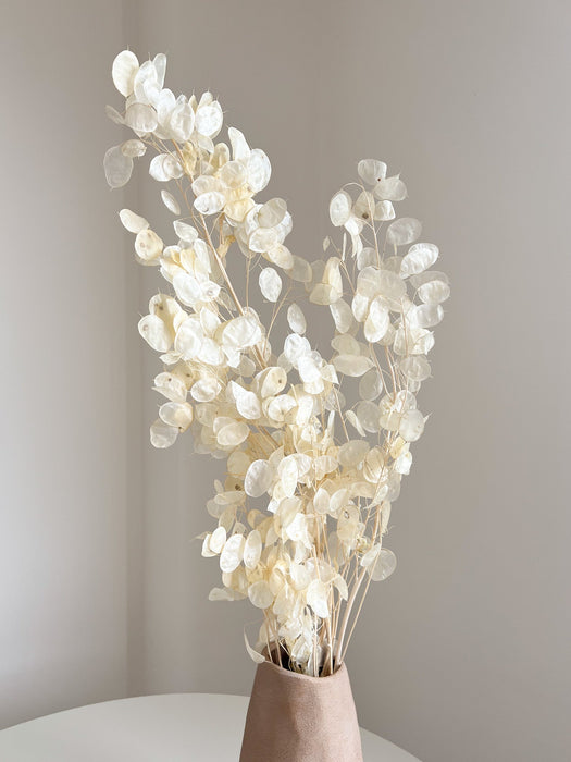 REMO » Mazzo di Lunaria o monete del papa avorio H100cm