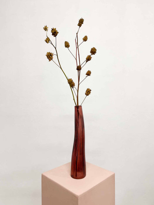 RENATO » 3 steli di Glycyrrhiza yunnanensis 100cm