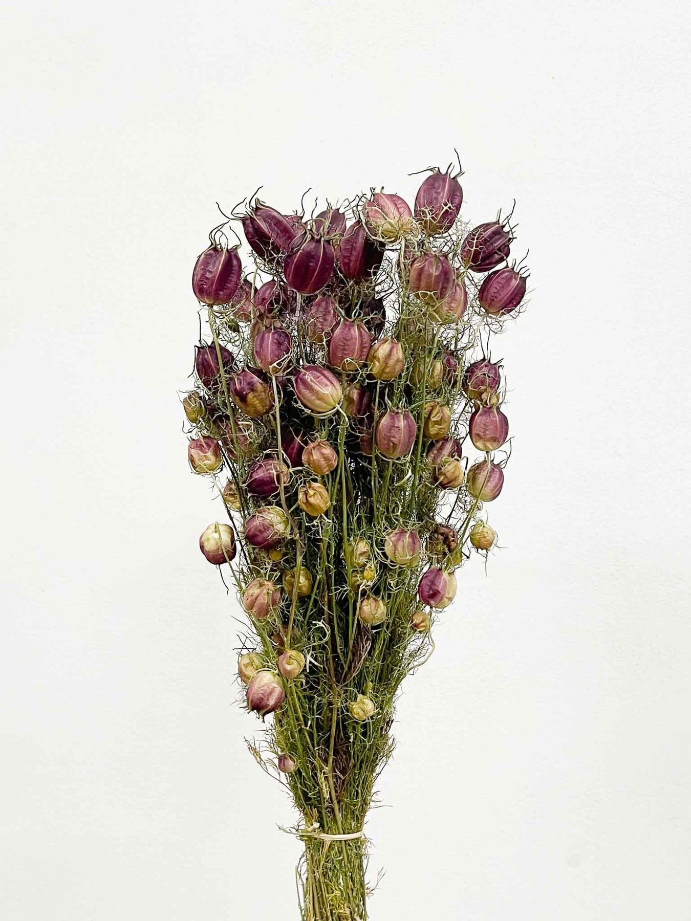 Nigella