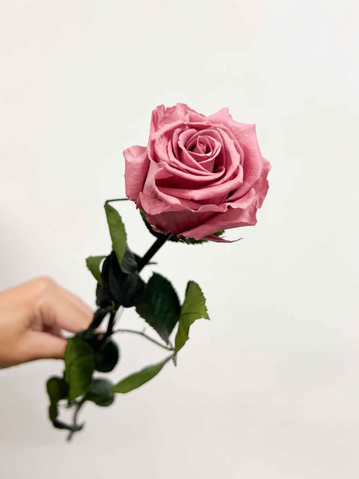 ROSA » Stelo di Rosa rosa antico 50cm