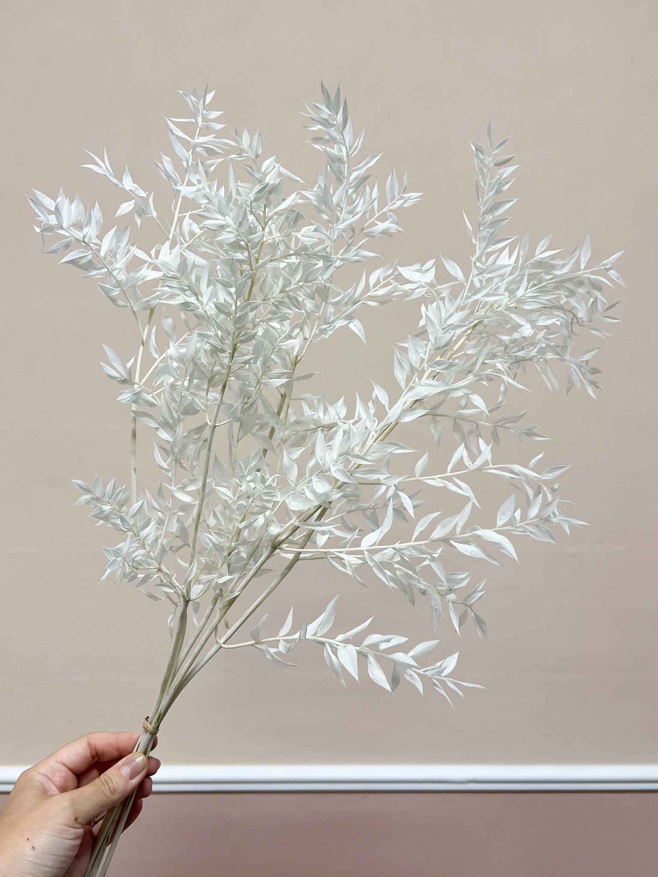Ruscus