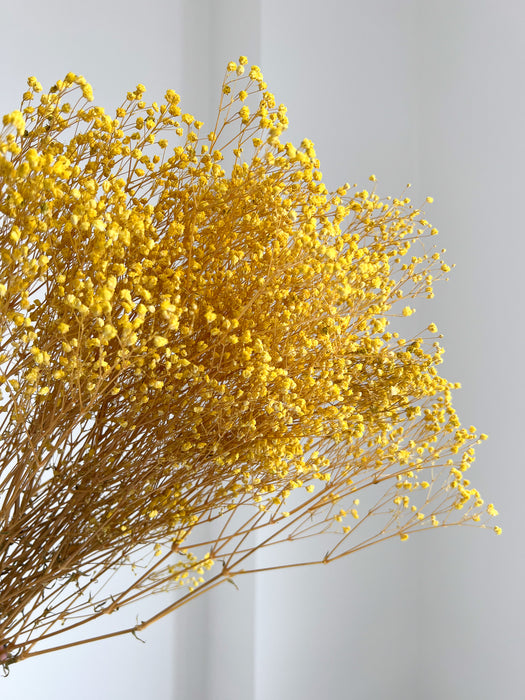 SAMUELA » Mazzo di Gypsophila stabilizzata gialla