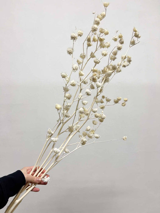 ANNIBALE » mazzo di Lavatera sbiancata 70-90cm